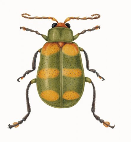 Diabrotica speciosa